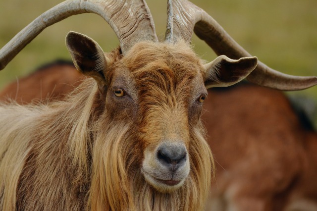 billy-goat-1698303_1920