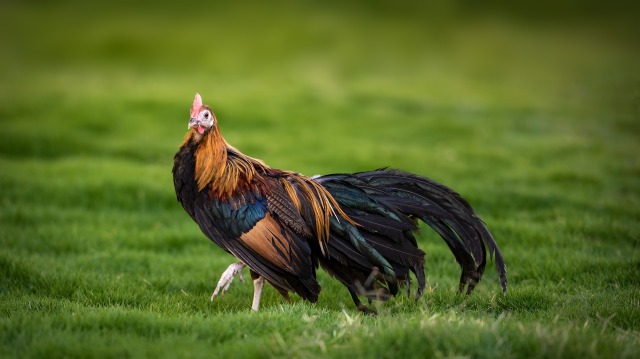 rooster-3500392_1920